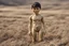 Placeholder: Naked plastic boy dolls that are all over the plains and hills. like oil painting