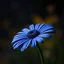 Placeholder: Create dark big blue daisy and dark multicoloured background