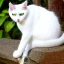 Placeholder: mystical white cat, crystals