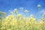 Placeholder: bottom half canola plants detailed, top half sky, photo