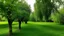 Placeholder: trees in the middle of the garden close to camera, apple tree on the left plum tree on the right cherry tree in the middle in the on the green grass