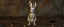 Placeholder: bunny skeleton