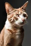 Placeholder: cute cat