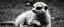 Placeholder: meerkat albino badger has emotional breakdown in bw limbo