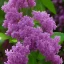 Placeholder: Persian Lilac Syringa x chinensis 'Saugeana'