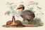 Placeholder: John James Audubon-like illustration of a fully uncropped Dodo bird and a Platypus in a landscape of warm yellows, warm reds, and warm blues