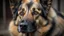 Placeholder: unhappy shepherd dog