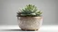 Placeholder: Succulent plant in luxury pot isolated on light background