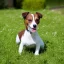 Placeholder: Portrait peint d'un Jack Russel dans un jardin