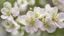 Placeholder: Apple blossoms, close-up, blurred background