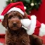 Placeholder: brown labradoodle puppy with a santa hat, very cute, adorable