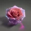 Placeholder: Crystal Rose