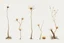 Placeholder: "Isolated concept art of multiple types of alien tree plant on a plain neutral background. Designed for Desert biome – dry, spiky, brittle grass with sharp edges, thorn-like blades, and pale dusty colors
