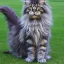 Placeholder: Maine coon