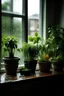 Placeholder: хищные растения на подоконнике в дождливый день