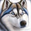 Placeholder: Colored pencil drawing. Portrait, realistic, dog, fur texture, husky