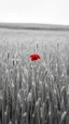 Placeholder: All in black and white picture of A field of barely , in the middle a red flower standing alone