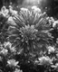 Placeholder: Atomic explosion made of flowers, ULTRA REALISTIC, B&W Photograph, cinematic, cinematic shot, dynamic composition, details, intricate detail, professional lighting, film lighting, 35mm, anamorphic, lightroom, cinematography, bokeh, lens flare, film grain, hdr10, 8k, Roger Deakins, incredibly detailed, reflect, sharpen