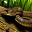 Placeholder: A brown snake on a branch colour with slimy, scaly skin. It will have large, bulging eyes that glow long, tentacle-like appendages that it .sturdy, yet flexible body,sharp claws on its wings and feet,long, slender tail