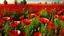 Placeholder: field of beautiful red poppies