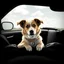 Placeholder: Dogs Die in Hot Cars