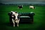 Placeholder: A cow sitting on an armchair in large dark sidt green field