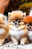 Placeholder: Well endowed Pomeranian puppies