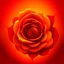 Placeholder: Create orange rose and red background