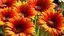 Placeholder: Orange gerber daisies flowers blooming in nature