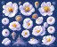 Placeholder: Vector anemone set illustration. Watercolor white backdrop