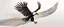 Placeholder: flying eagle diving to the bottom right , while trailing graphic lines wind and lost feathers, vector