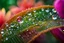 Placeholder: spring dew, macro photo, sparkling magical fantasy, glass flower dewdrop, very detailed, amazing quality, etheral, intricate, cinematic light, highly detailed, beautiful, epic, galaxy fantasy colors, stunning