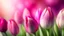 Placeholder: buatkan background alam dengan tema tulip flowers warna pink, purple