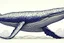 Placeholder: Whale illustration