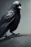 Placeholder: Very evil looking crow