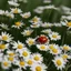 Placeholder: a ladybug on a spring day on a daisy