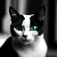 Placeholder: black and white on white cat