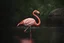 Placeholder: A hyper-realistic ,flamingo, Photo Real, HOF, full size, practicality,manufacturability,performance, (((realism, realistic, realphoto, photography, portrait, realistic, elegant, charming, apocalyptic environment, professional photographer, captured with professional DSLR camera, trending on Artstation, 64k, ultra detailed, ultra accurate detailed, bokeh lighting, surrealism, Thomas Kinkade