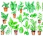 Placeholder: Vector plants and herb set illustration. Watercolor illustration color