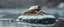 Placeholder: airbrush 3d rendering, close up chrome centipede lobster space ship on small frozen island in lake, pinhole cam, background motion blur
