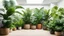 Placeholder: A photo of an indoor jungle with a variety of tropical plants. There are large plants with big leaves, like palms and ferns. There are also smaller plants with colorful flowers. The plants are placed in pots of different sizes and shapes. The pots are arranged on wooden shelves, crates, and the ground. The background is a white wall with a few holes.