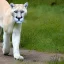 Placeholder: A white cougar