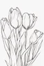 Placeholder: outline art for Spring: Tulips , White background. sketch style, clean line art, white background, no shadow and clear