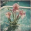 Placeholder: Gladiolus kales in a swimming pool, old damaged polaroid, sunny day, vivie colours