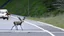 Placeholder: the deceased deer resurrects and chases an older drunk lady down the I90 highway