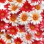 Placeholder: gerbera daisy flower on white background, illustration, seamless tileable texture