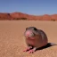 Placeholder: mole rat in the desert