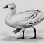 Placeholder: line drawing of a snow goose