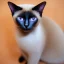 Placeholder: One Siamese cat