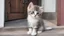 Placeholder: A beautiful kitten sits on the front door step